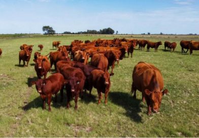 Carbunclo bacteridiano: refuerzan medidas preventivas y recuerdan la importancia de la vacunar