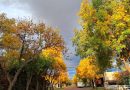 Temporada de poda en Alvear: información importante para vecinos