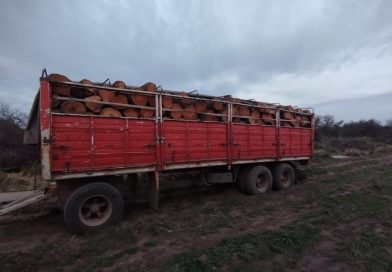 Siete demorados en Rancul por tala ilegal y robo de 28 toneladas de madera de caldén