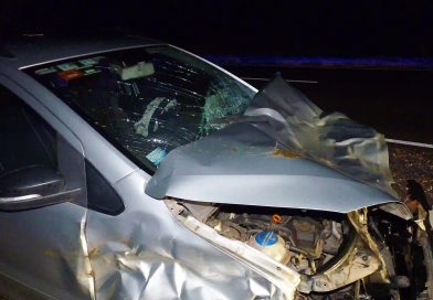 Violento choque en la Ruta 101: una pareja de General Pico embistió a un vacuno cerca de Falucho