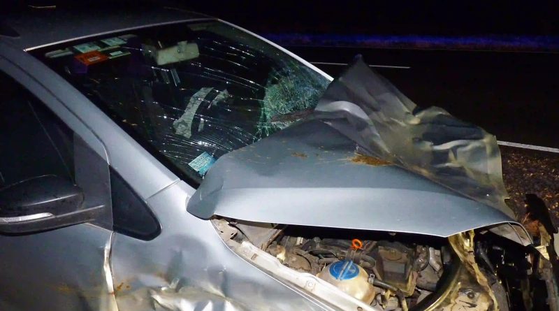 Violento choque en la Ruta 101: una pareja de General Pico embistió a un vacuno cerca de Falucho